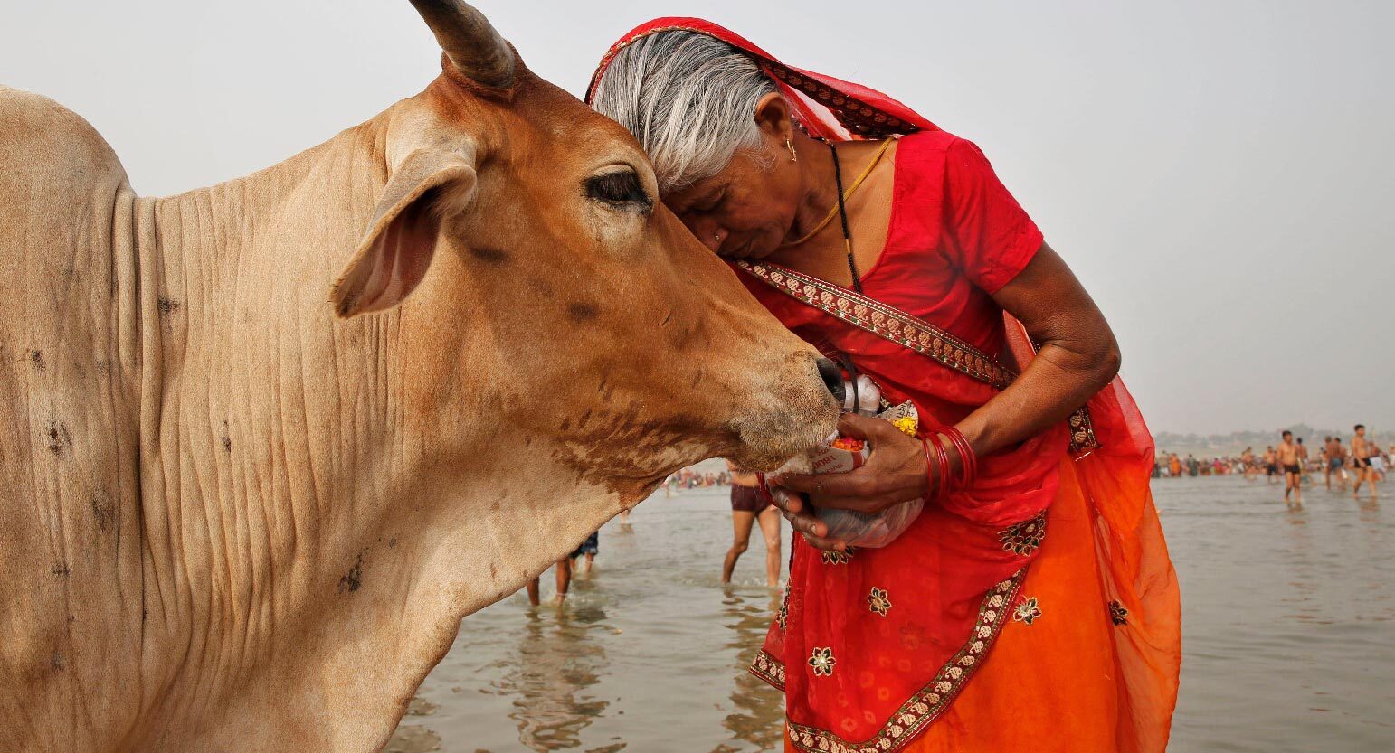 Neem Karori Baba Gau Seva: A Loving Home for Sacred Cows Under Sammaan Foundation